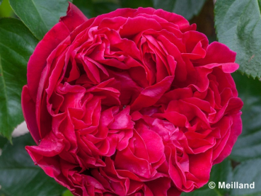 Rosa "Red Eden Rose"® *Meidrason* - (Strauchrose "Red Eden Rose"®),