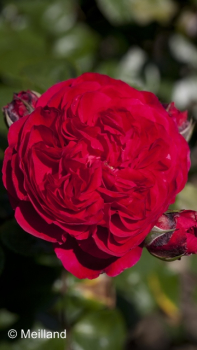 Rosa "Red Leonardo da Vinci"® *Meiangele * - (Beetrose "Red Leonardo da Vinci"®),