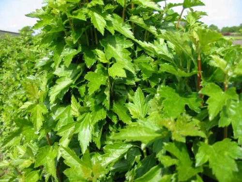 Ribes alpinum 