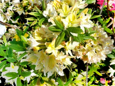 Rhododendron luteum "Daviesii" - (Sommergrüne Azalee "Daviesii"),