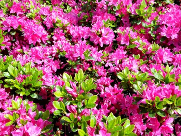 Rhododendron obtusum "Kermesina" - (Japanische Azalee "Kermesina"),