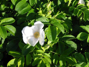 rosa rugosa alba weiße apfelrose