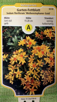Sedum floriferum Weihenstephaner Gold Garten Fettblat