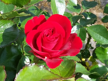 Rosa "Tornella"® - (Strauchrose "Tornella"®),