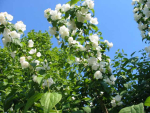 Philadelphus 