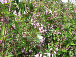 Deutzia rosea - Rosa Maiblumenstrauch
