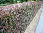 Berberis thunbergii 