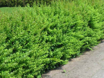 Berberis thunbergii