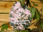 Clematis montana 