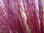 Cornus alba 