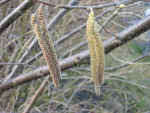 Corylus avellana