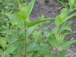Deutzia rosea