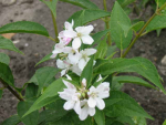 Deutzia rosea