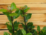 Ilex meserveae 