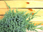 Juniperus squamata 
