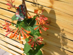Lonicera 