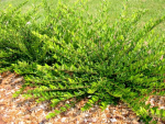 Lonicera nitida 