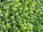 Pachysandra terminalis 