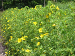 Potentilla 