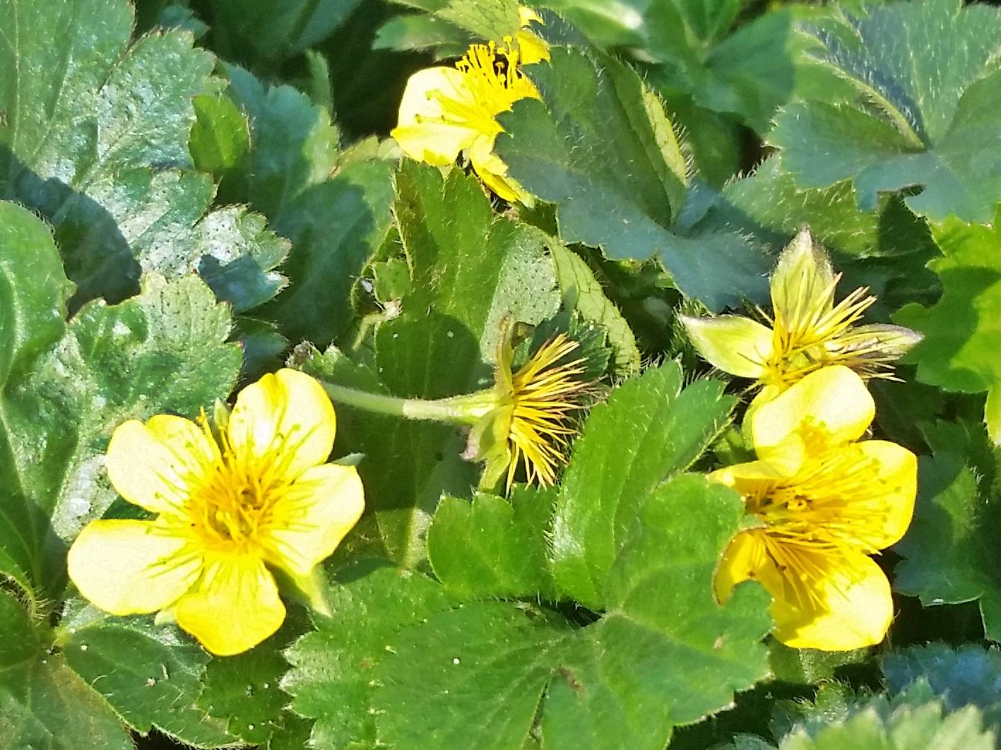 blüte waldsteinie gelb golderdbeere foto bild