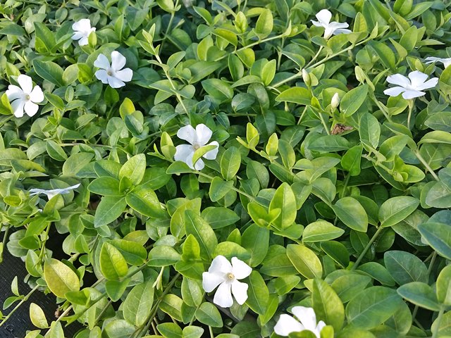 bodendecker winterhart vinca minor alba