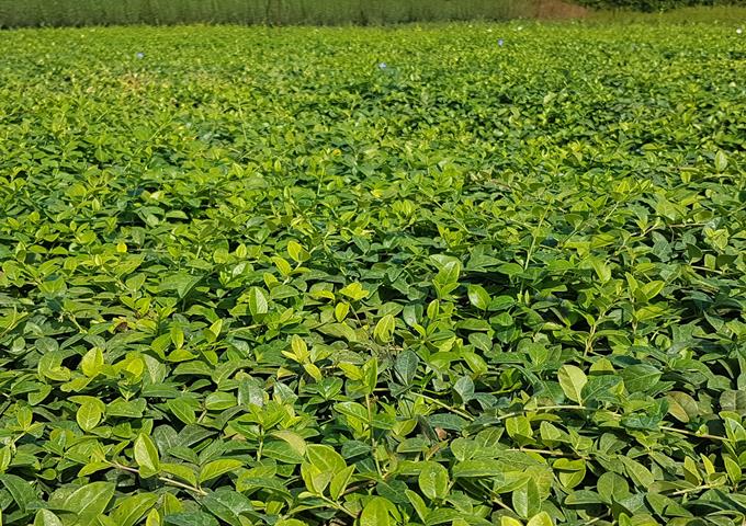 bodendeckerpflanzen winterhart immergrün vinca minor alba