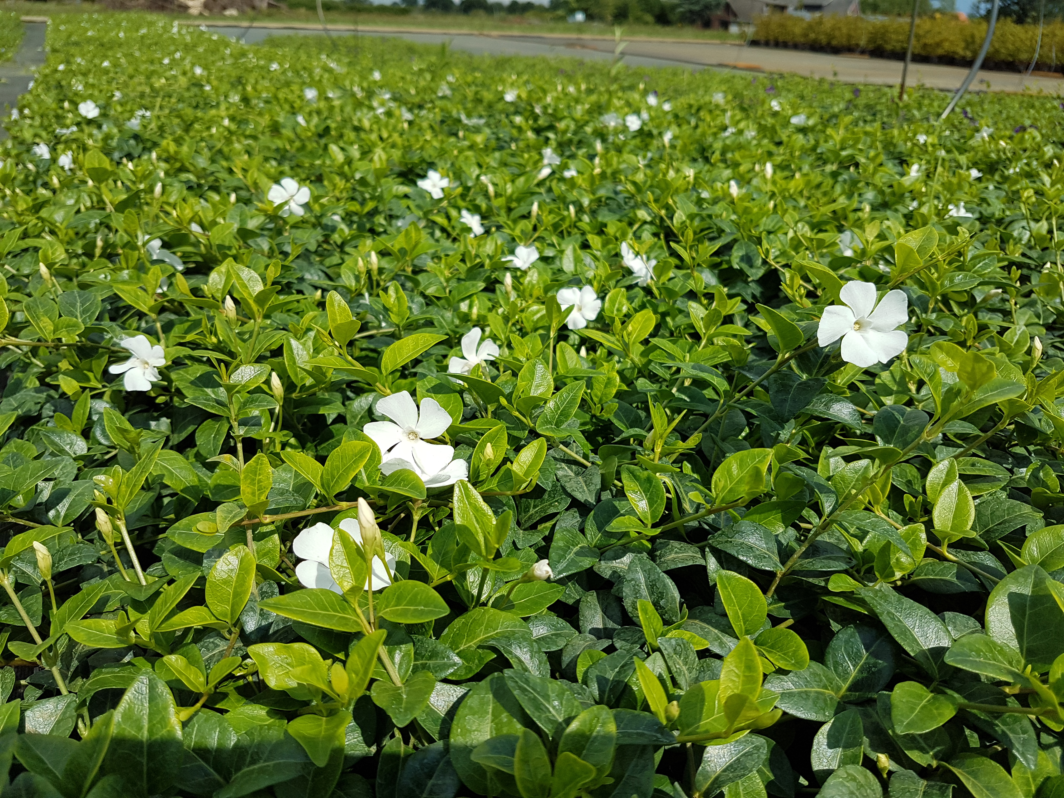 bodendecker winterhart vinca minor alba