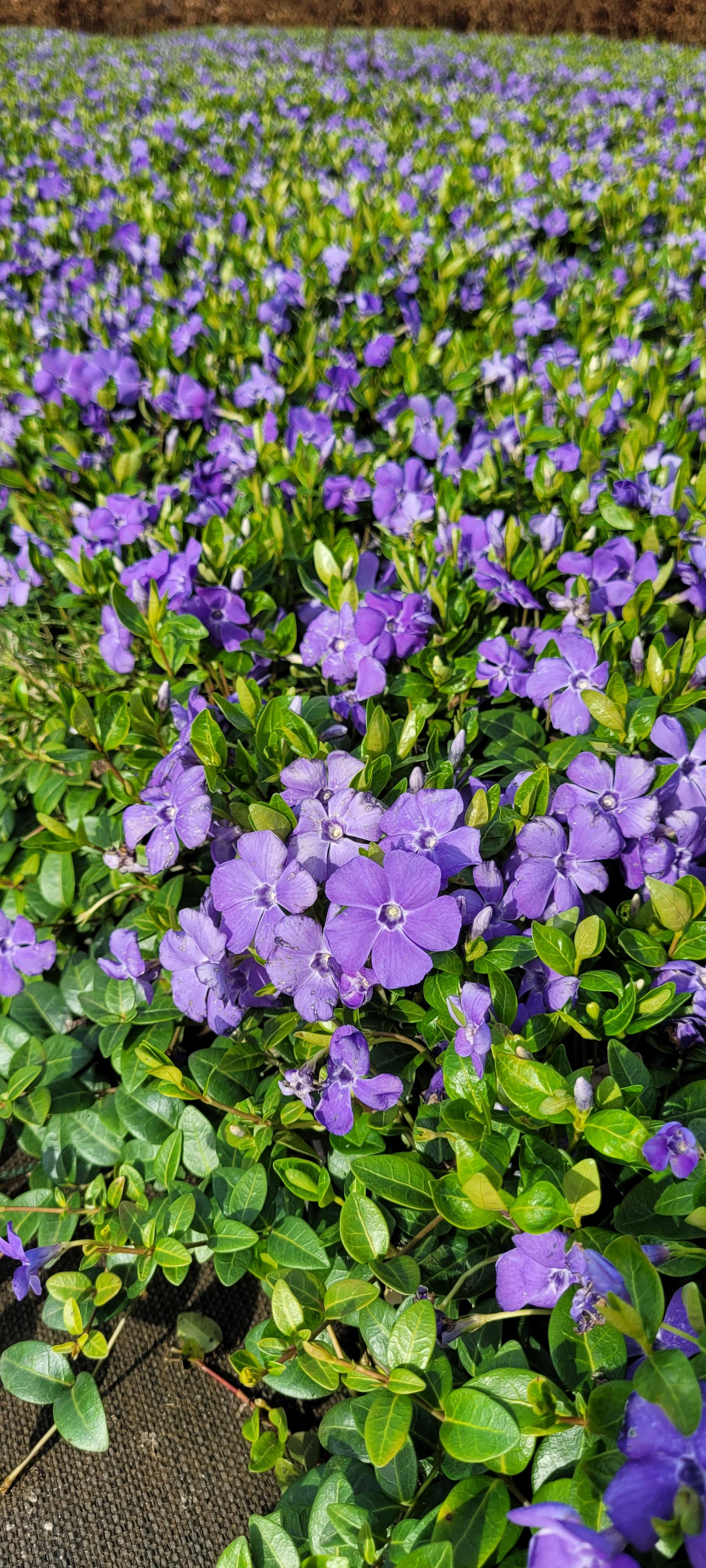 bodendecker immergrün schatten vinca minor