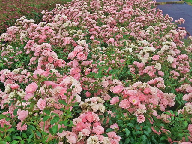 rose hecke niedrig klein rosa blüten the fairy
