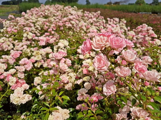 bodendecker rose the fairy die fee rosa blüte
