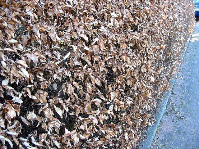 rotbuche als heckenpflanze im winter
