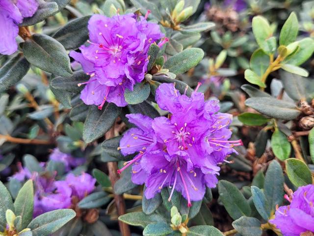 Pflanz- und Pflegeanleitung Rhododendron