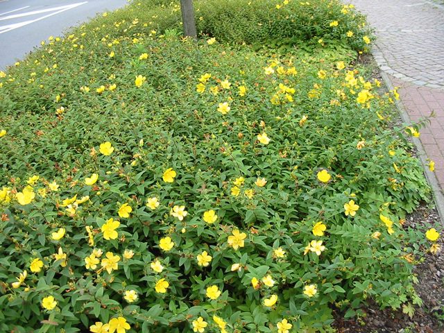 Gelbe blüte bodendecker johanniskraut halbstrauch immergrün winterhart