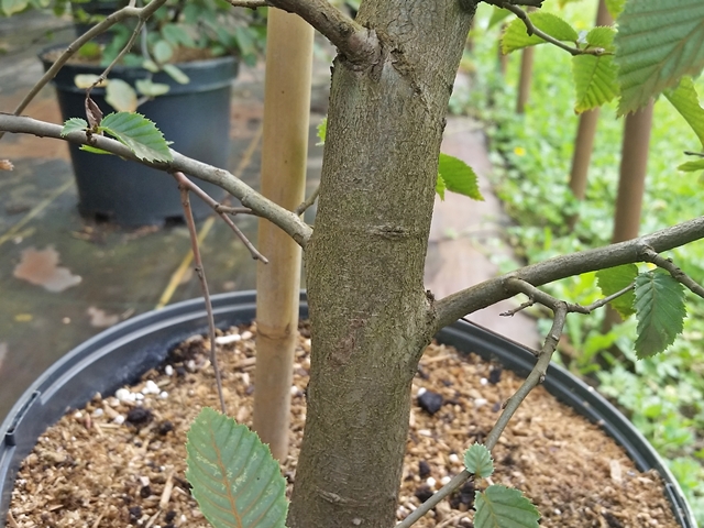  weißbuche rinde im Topf, aus Baumschule, hainbuche, carpinus betulus