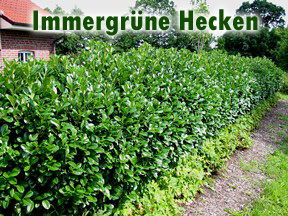 Immergrüne Heckenplanzen