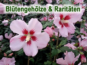 Blütengehölze und Raritäten Blütengehölze und Raritäten