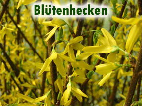 Blütenhecken