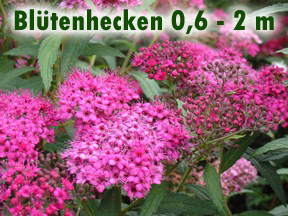 0,6 bis 2m Wuchshöhe