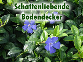 Schattenliebende Bodendecker