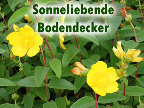 Sonneliebende Bodendecker