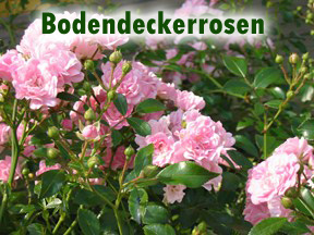 Bodendeckerrosen