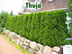 Thuja