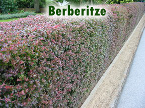 Berberitze