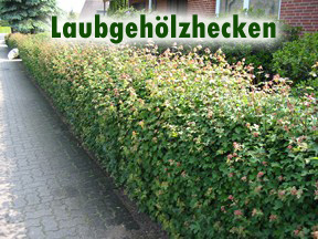 Laubgehölzhecken
