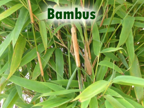 Bambus als Sichtschutz