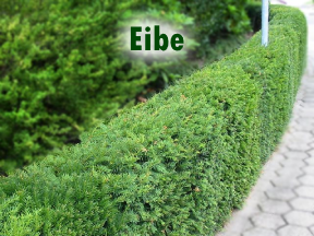 Eiben bei Hecken-direkt.de kaufen