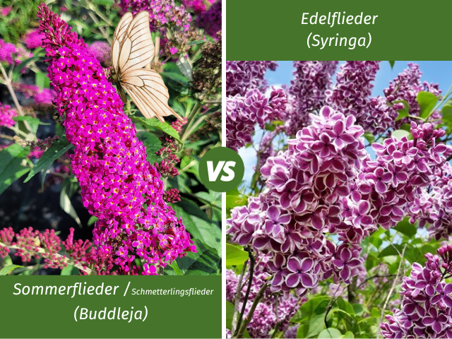 Flieder
