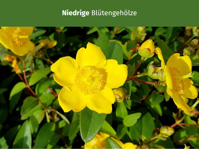 Niedrige Blütengehölze