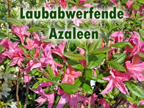 Laubabwerfende Azaleen