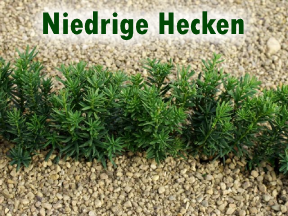 Niedrige Hecken